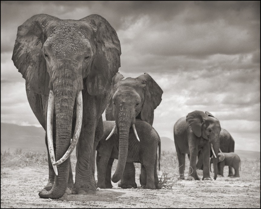 How Big Life Foundation is Protecting Wildlife From Poachers in East Africa